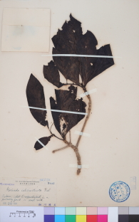 Specimen thumbnail